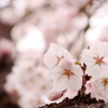 sakura　-　DSC09516