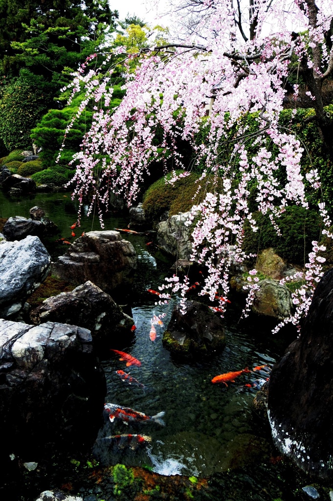 恋と桜