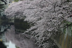 神田川 2007年3月27日に想いを馳せて