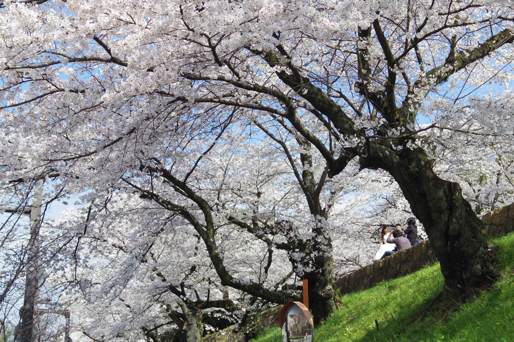 満開の桜の下で・・・