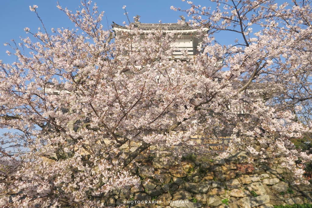 桜纏う浜松城
