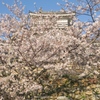 桜纏う浜松城