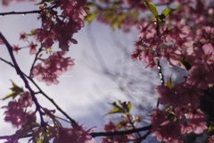 いつもの公園、いつもの河津桜