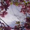 いつもの公園、いつもの河津桜