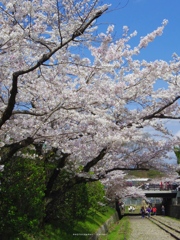 2014年の桜