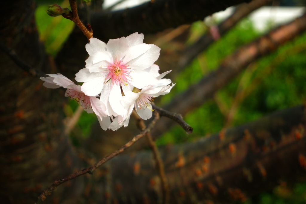 秋に咲く桜