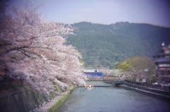 岡崎疏水の桜