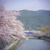 岡崎疏水の桜