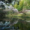 朝の枝垂桜