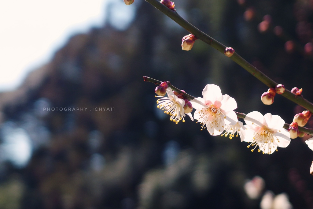 梅花を懐かしむ