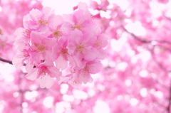 飯田公園之桜　弐