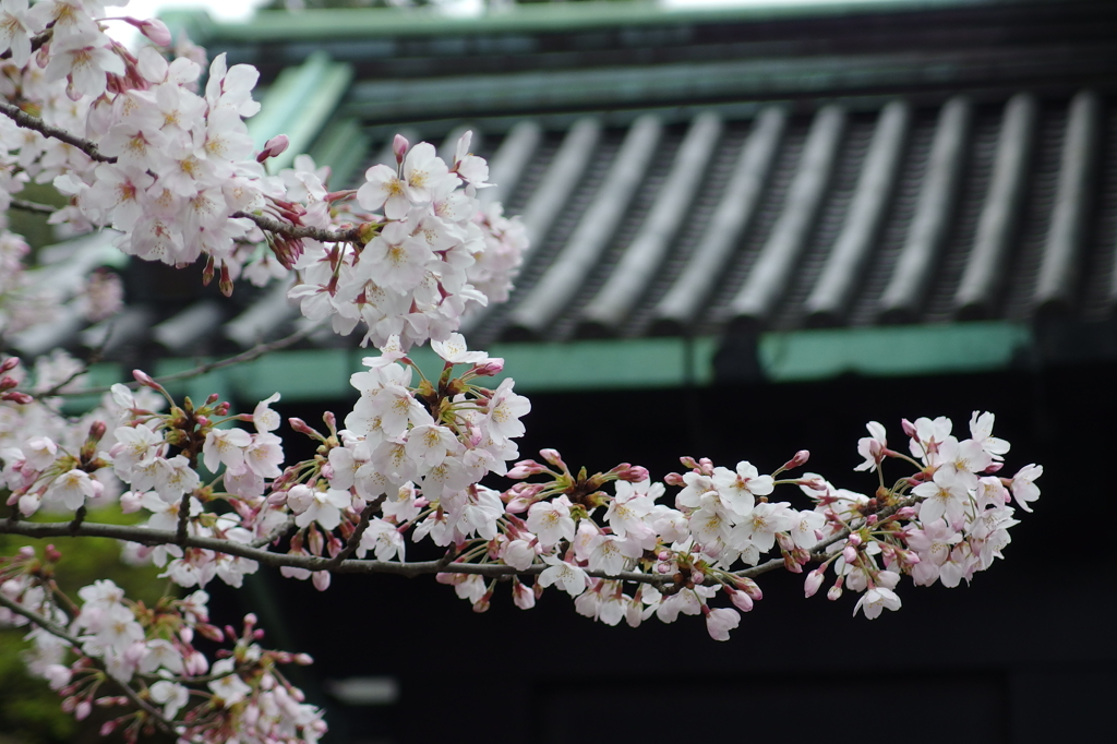 坂下門前の桜