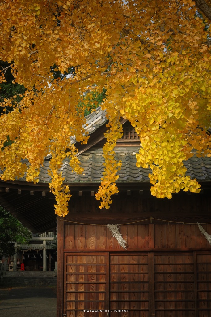 銀杏彩る細江神社