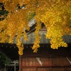 銀杏彩る細江神社