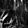 Wall of Roots