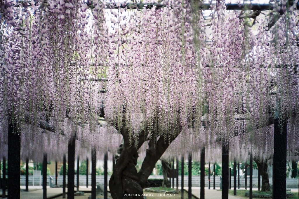 wisteria on Lomography