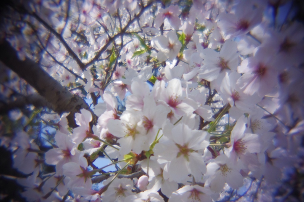 醍醐寺の桜#3