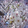 醍醐寺の桜#3