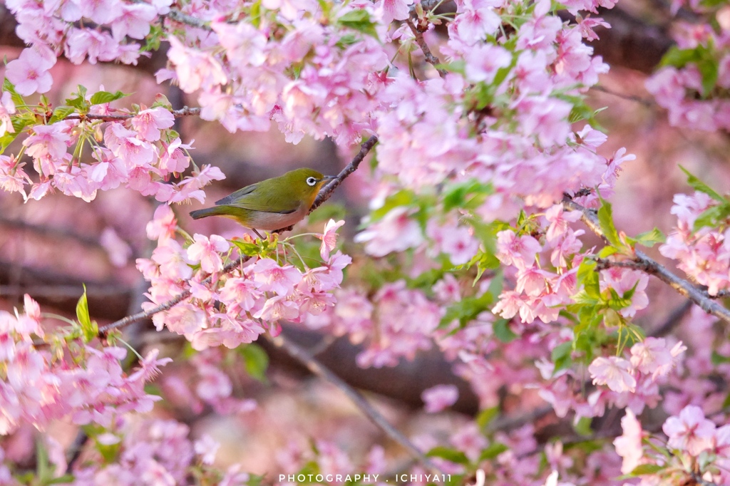 芽吹く葉にまぎれ