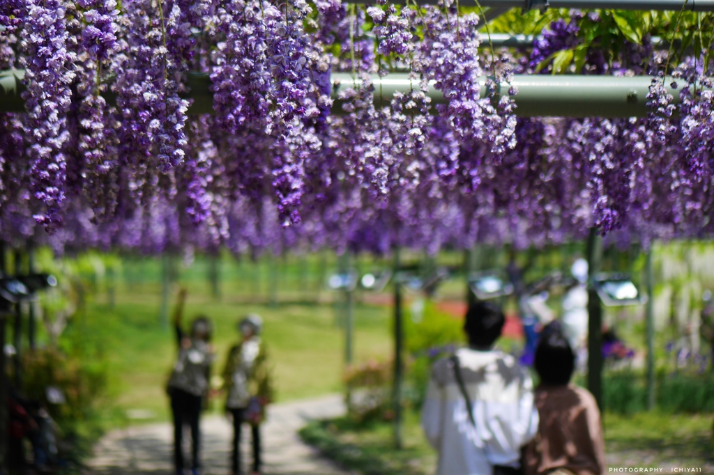 Juicy wisteria