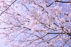 ローソンの隣の桜並木はほぼ満開