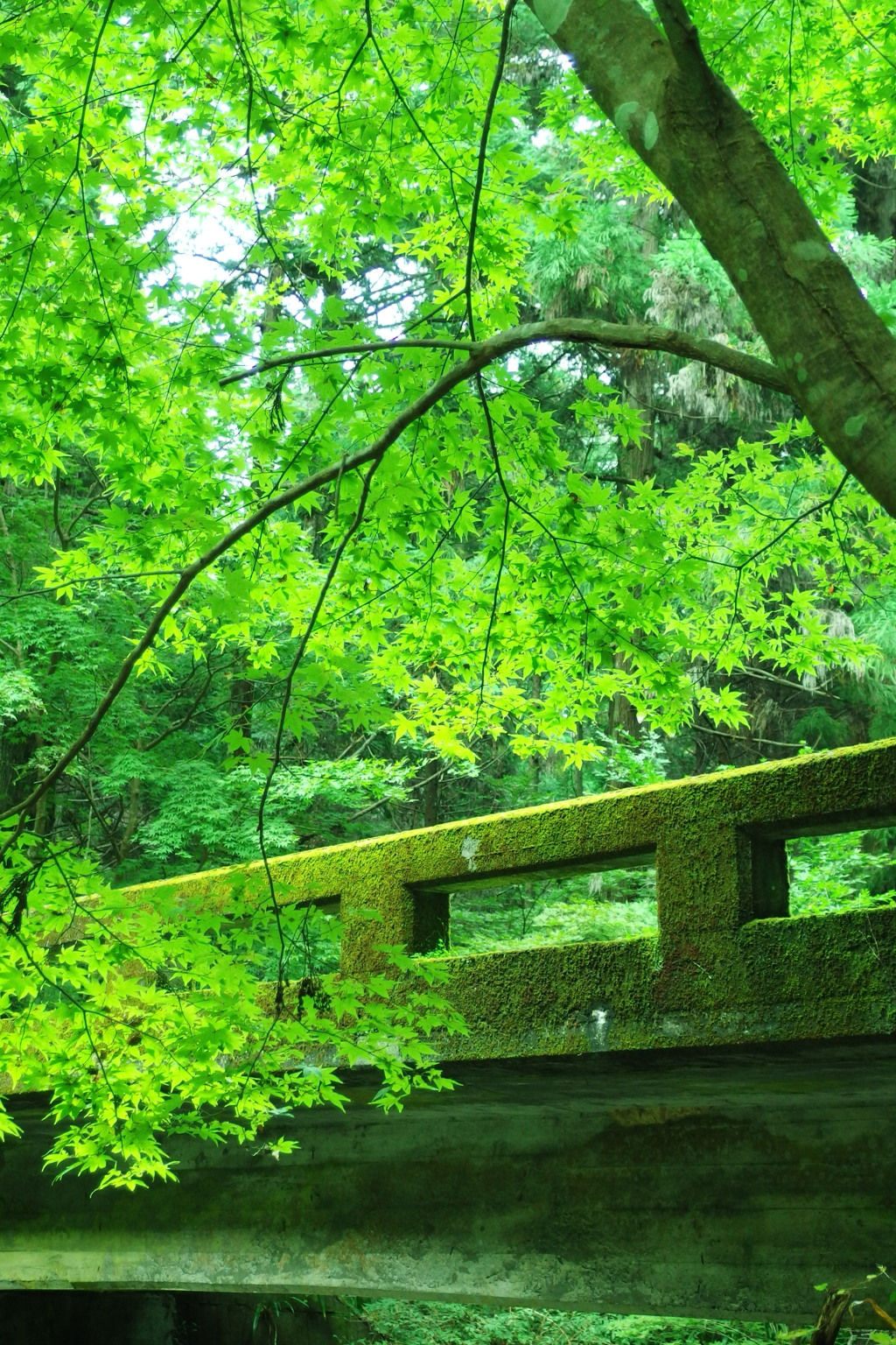 苔橋