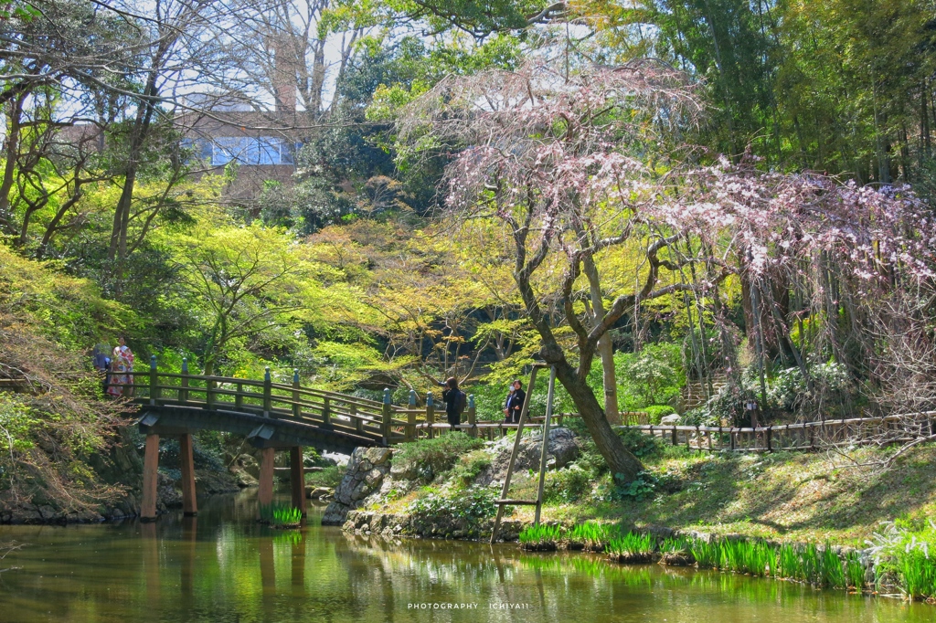 枝垂桜の咲き始める頃