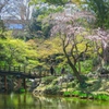 枝垂桜の咲き始める頃