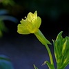 月見草