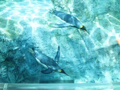 ペンギン空を飛ぶ