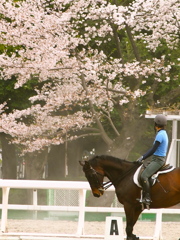 お花見