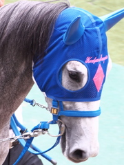 サプライズ