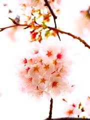 咲く