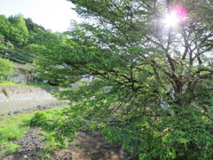 桜の木