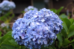 藍玉