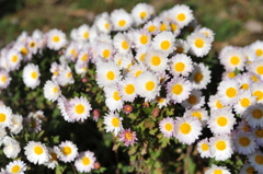 公園の菊３