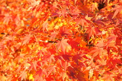 我が家の紅葉