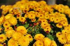 公園の菊１