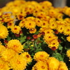 公園の菊１