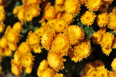 公園の菊２