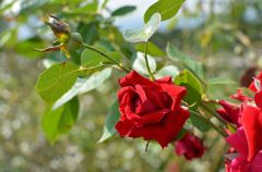 紅いバラ