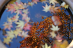 睡蓮鉢の紅葉