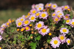 公園の菊４