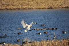 多々良沼の白鳥
