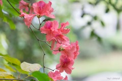 春風のように
