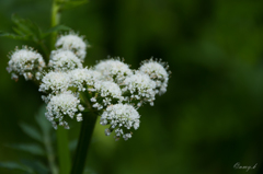 セリの花