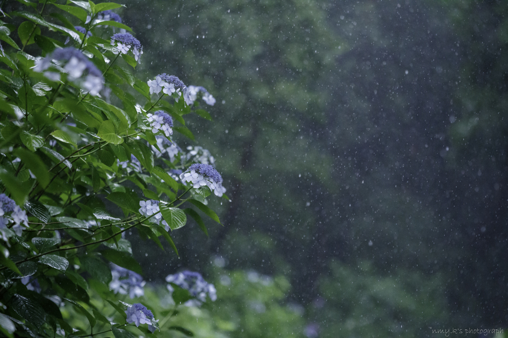 梅雨の花