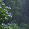 梅雨の花