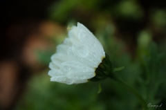 白い華