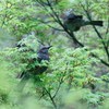 雨とヒヨと